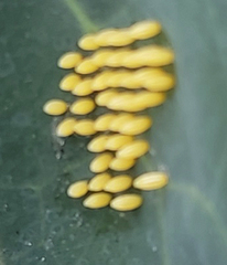 Leptophobia aripa
