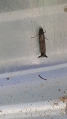 Erechthias externella