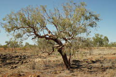 Corymbia