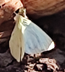 Leptophobia aripa