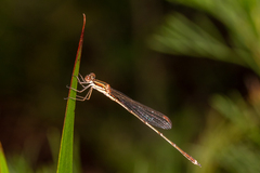 Austrolestes analis