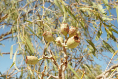 Corymbia
