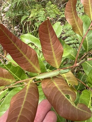 Orthodera