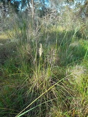 Austrostipa mollis