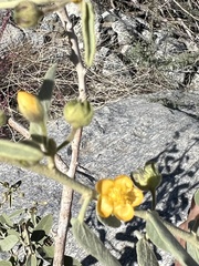 Horsfordia newberryi