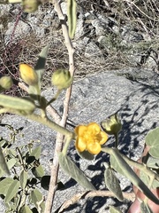 Horsfordia newberryi
