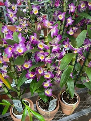 Dendrobium nobile