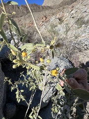 Horsfordia newberryi
