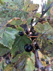 Ribes petraeum