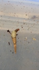 Thiotricha tetraphala