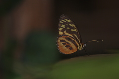 Tithorea harmonia