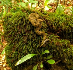 Ophryacus smaragdinus