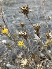 Centaurea melitensis