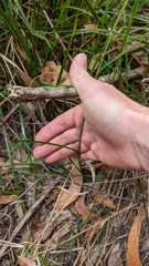 Haemodorum austroqueenslandicum