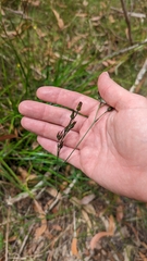 Haemodorum austroqueenslandicum