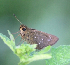 Pelopidas mathias