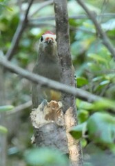 Melanerpes superciliaris nyeanus