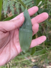Acacia leiocalyx