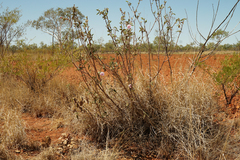 Gossypium sturtianum