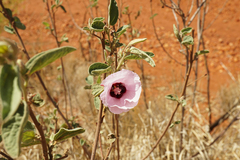 Gossypium sturtianum
