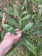 Acacia leiocalyx