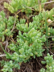 Threlkeldia diffusa