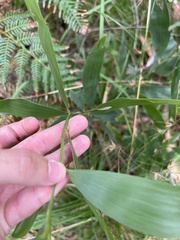 Acacia leiocalyx