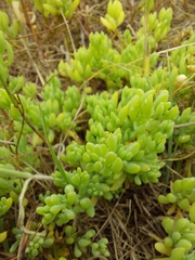 Threlkeldia diffusa