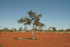 Corymbia