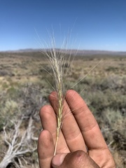Elymus multisetus