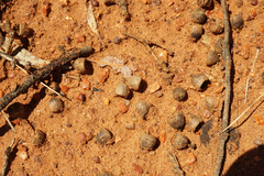 Corymbia