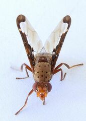 Diacrita costalis