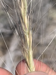 Elymus multisetus