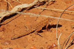 Ctenophorus isolepis