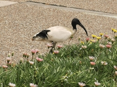 Threskiornis molucca