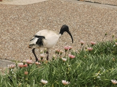 Threskiornis molucca