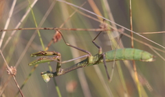Stagmomantis floridensis
