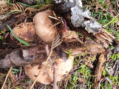 Leucopaxillus eucalyptorum
