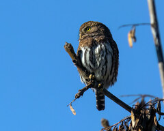 Glaucidium gnoma