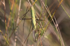 Stagmomantis floridensis