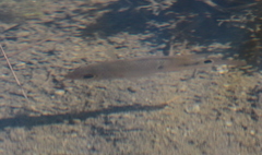 Mayaheros urophthalmus