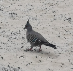 Ocyphaps lophotes