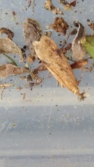 Gymnobathra levigata