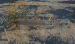 Mayaheros urophthalmus