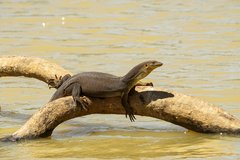 Varanus mertensi
