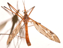 Tipula longiventris