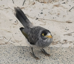Manorina melanocephala
