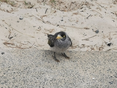 Manorina melanocephala