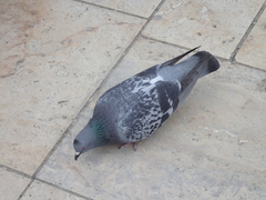 Columba livia domestica