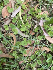 Dichondra repens